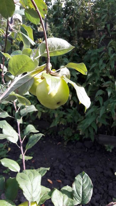 Продам яблони - Местные. Яблоки крупные.