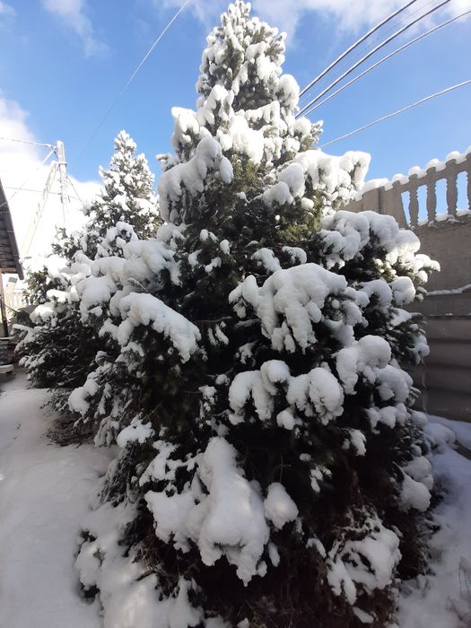 Живые пушистые ели