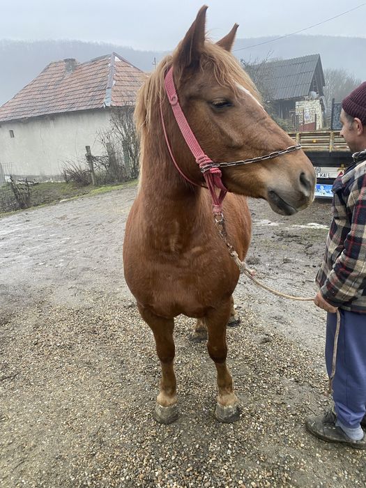 Vand iapa sarga de 3 ani