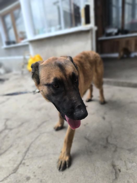 Продавам чистокръвна белгийска овчарка