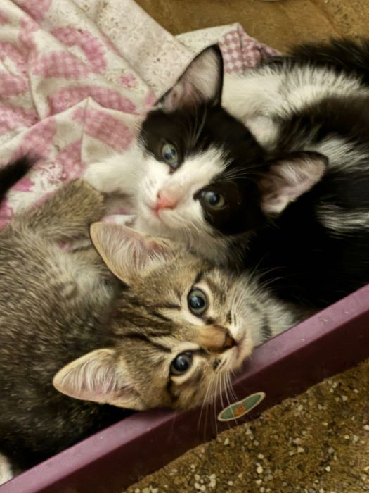 Отдам котят 2 мальчика и девочка