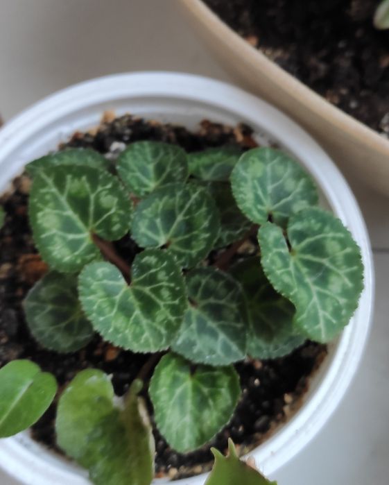 Продам суккуленты(укоренённые отростки)