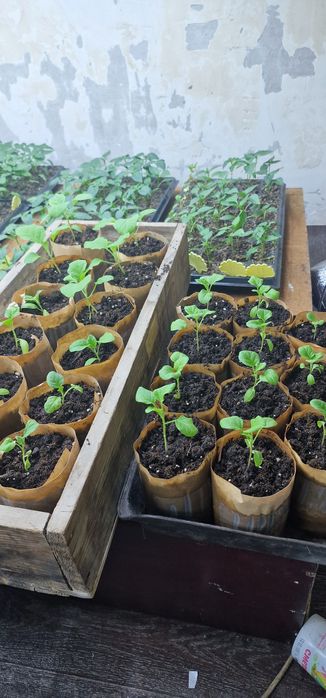 Рассада помидор перца