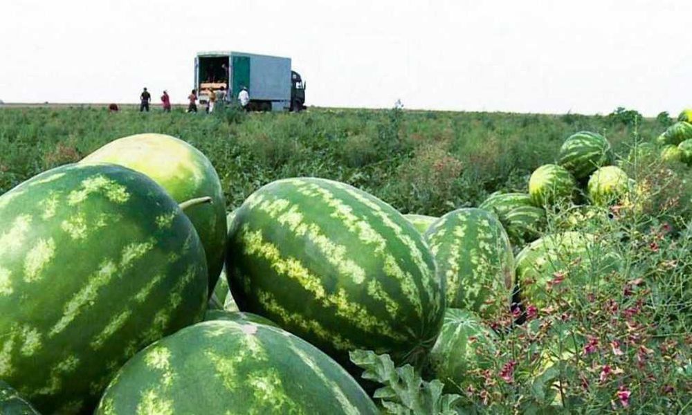Арбузы  Алматы !