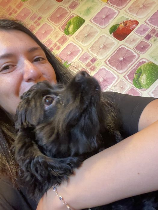 Пропала любимая собака! Черный Кокер Спаниель.