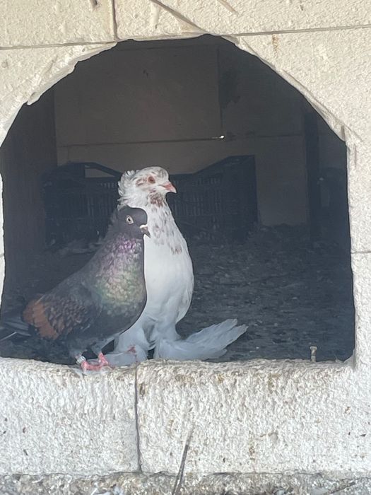 Lot 10 porumbei