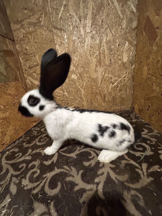 Uriaș pestriț de vanzare