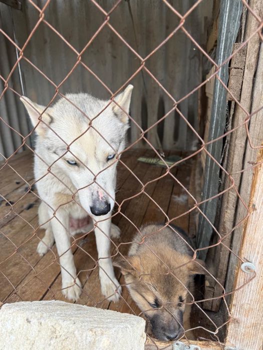 Отдам в хорошие руки