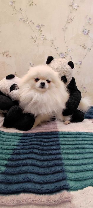 Шпиц кобель миник на вязку