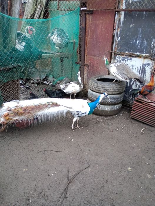 Pauni arlechin maturi și tineri arlechin .