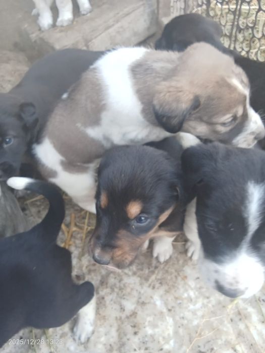 Тобет иттин кушиктери