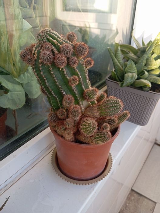 Продаются мини-кактусы