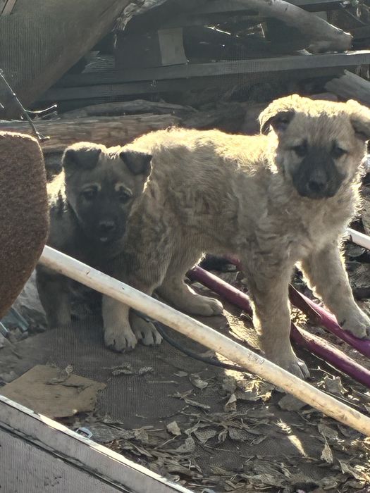 Щенки ищут дом. Хорошие доьрые , заботлевые ручки