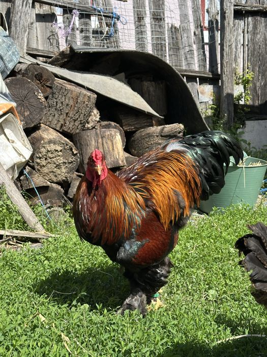 Disponibila pereche brahma potarnichiu