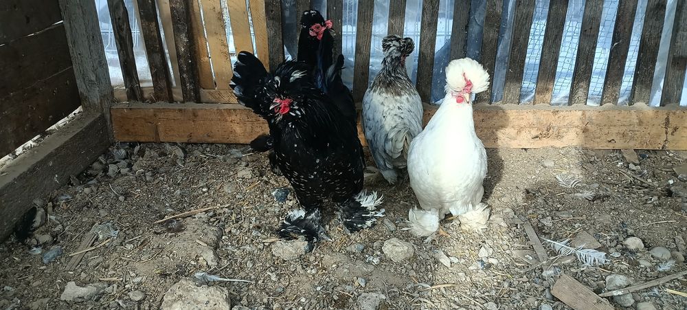 Сұлтанкалар сатылады