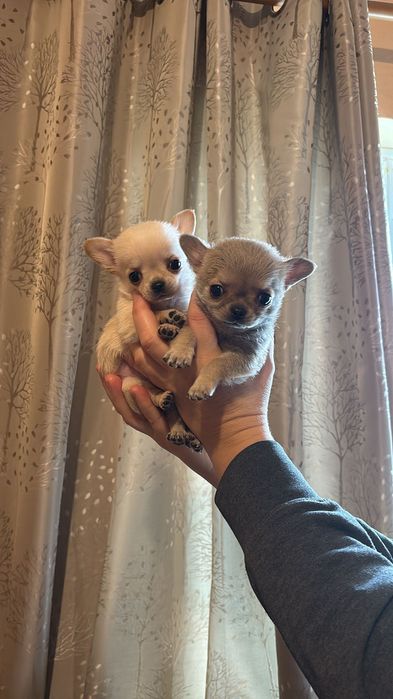 Чихуахуа кучета 2