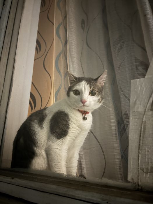 отдам кота в добрые руки