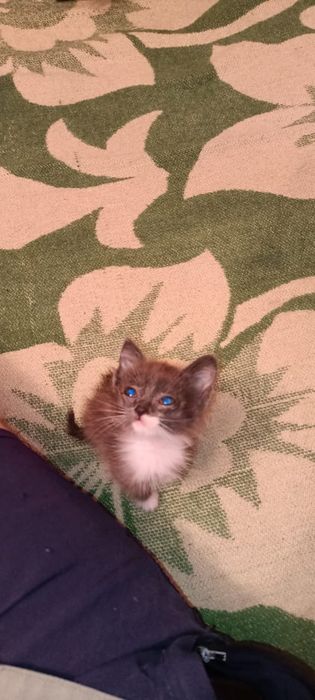 Отдам котенка в добрые руки