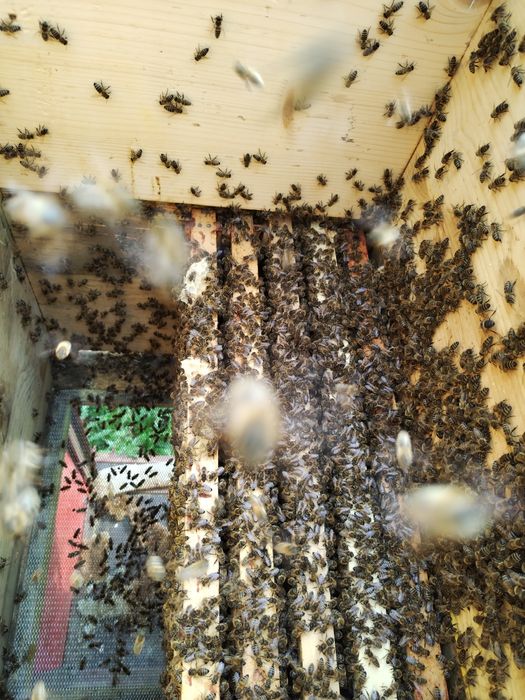 Roi de albine buckfast sau carpatina