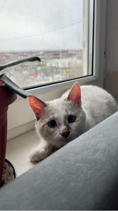 Кот и кошка добрые руки