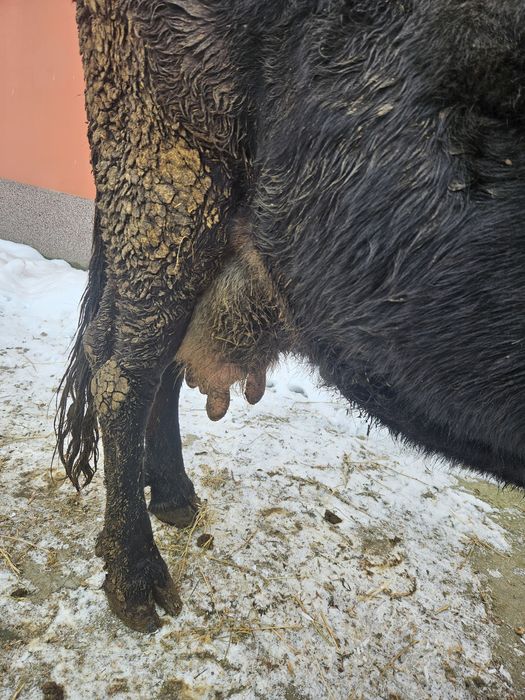 Vaca gestanta cu lapte