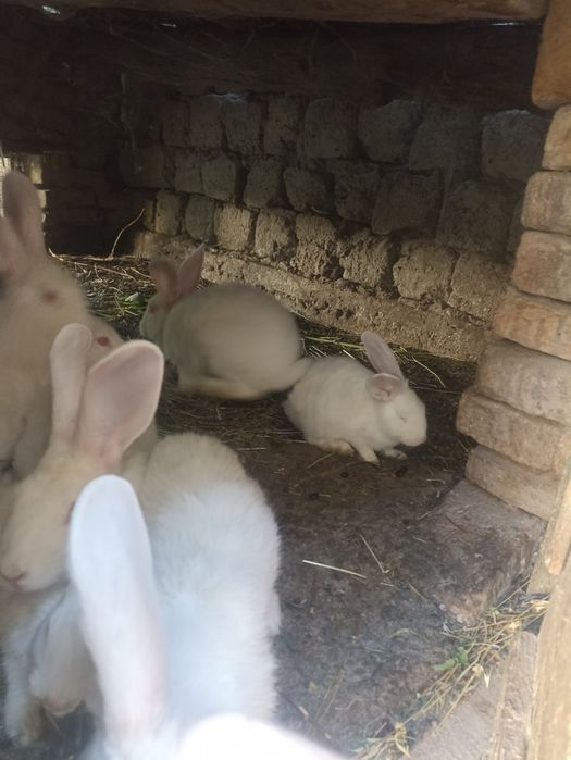 Quyonlar oppoq harxil