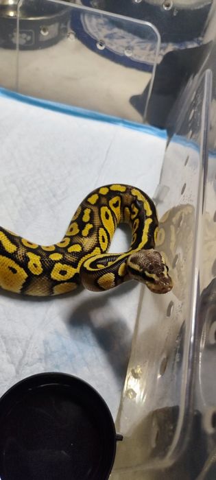 Королевский питон