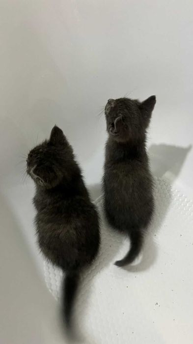 Отдам котят в добрые руки