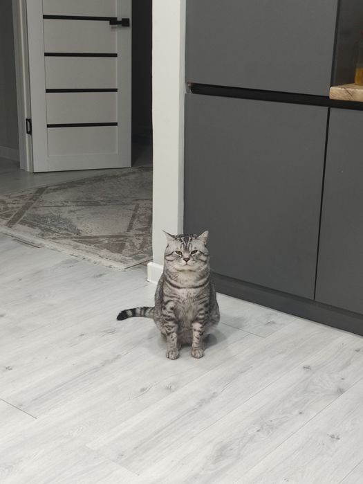 Ищем кошку для котика