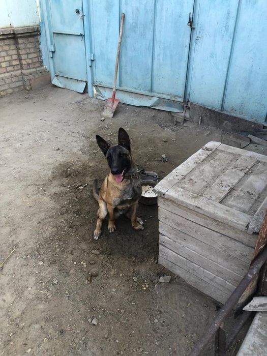 Белгиский овчарка сатылады