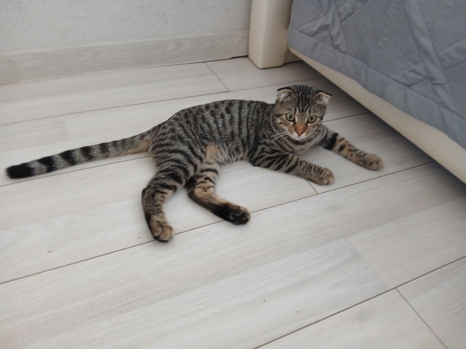 Отдам котёнка добрые руки