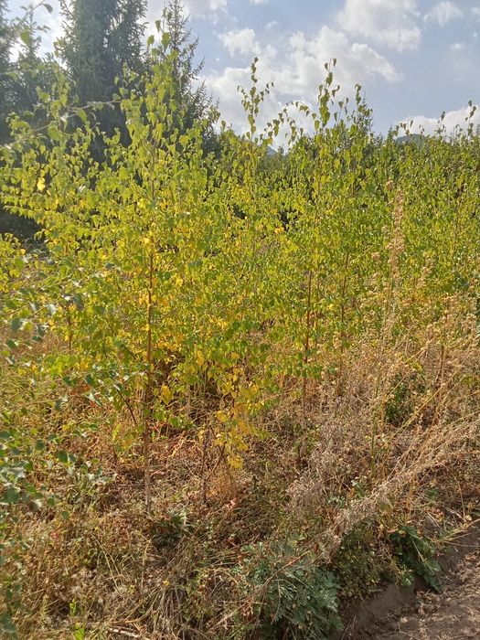 Берёза алтайская