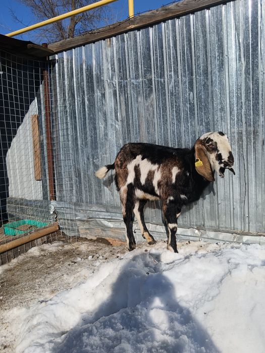 Продам козу и козлика.