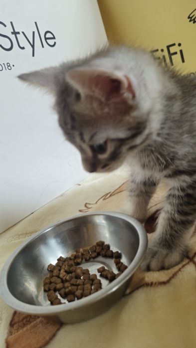 Котёнок Шымкент.