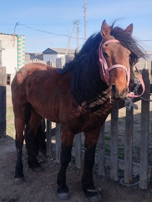 Жылқы сатылады қазақи