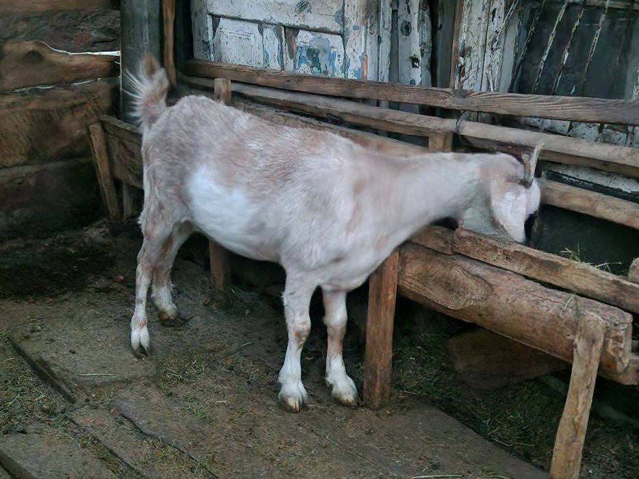 1.5 жасар Шібіш сатылады