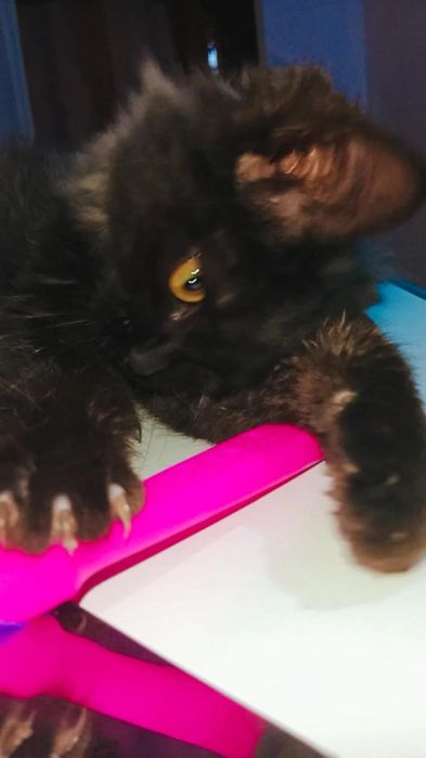 Шикарный котёнок