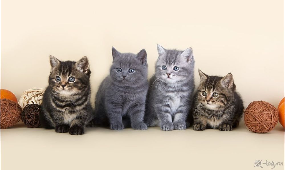 Расцветки котят фото Расцветки котят фото