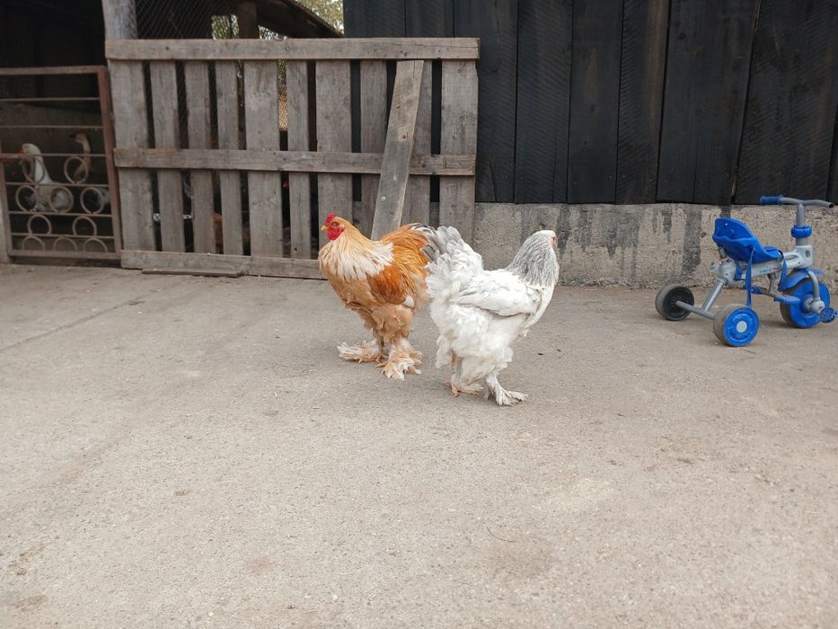 Gaini brahma de vanzare