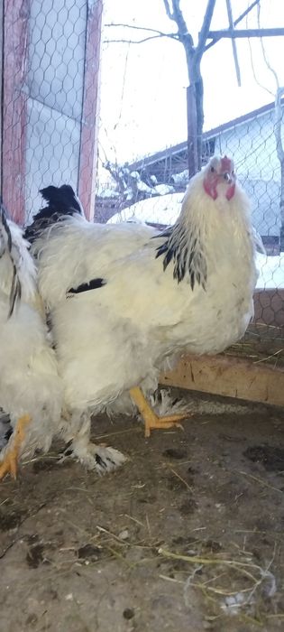 3 cocoși disponibili