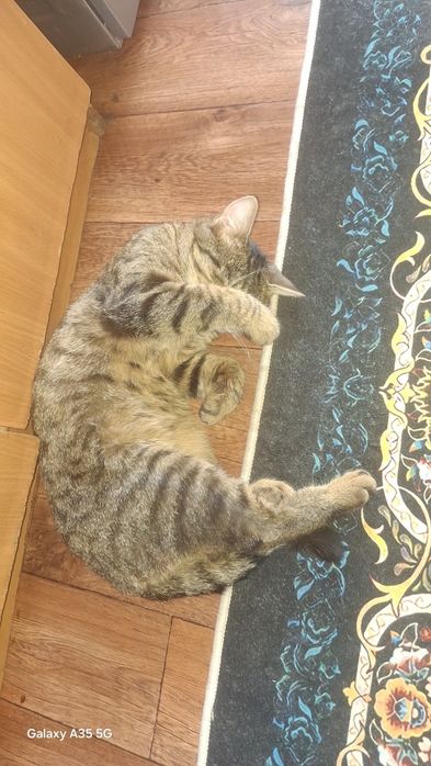Кот домашний  мальчик