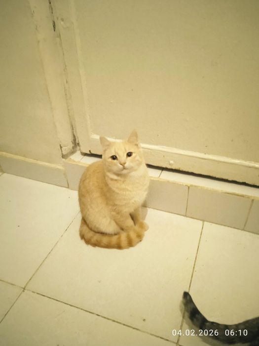 Роздам солнечно рыжых красивых котят!!!