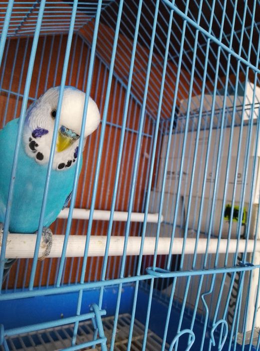Продам попугая с клеткой