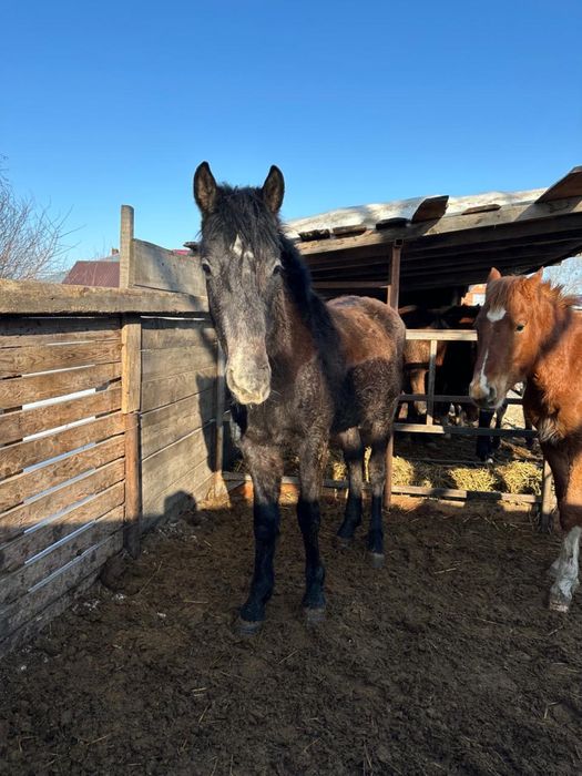 Продаются лошади