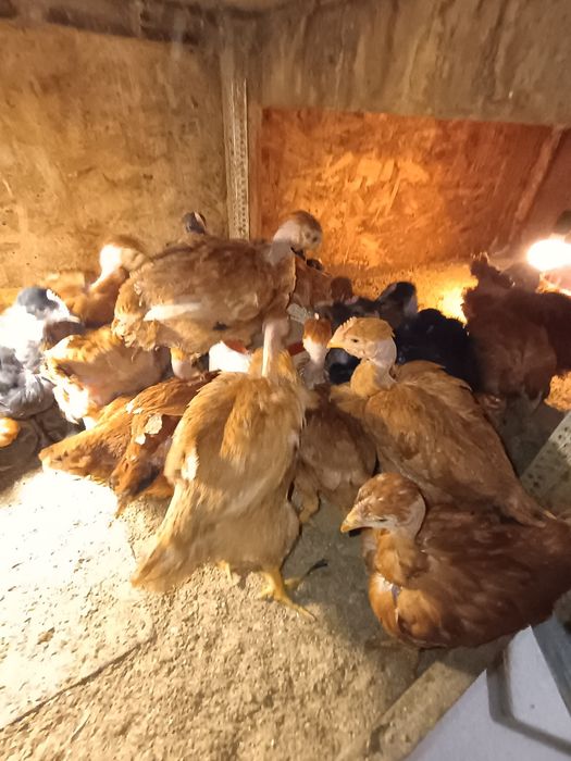 29 pui de casa de 5 săptămâni