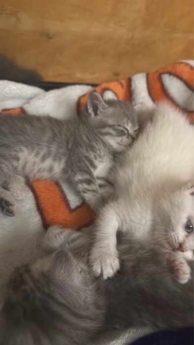 Вислоухие котята продам