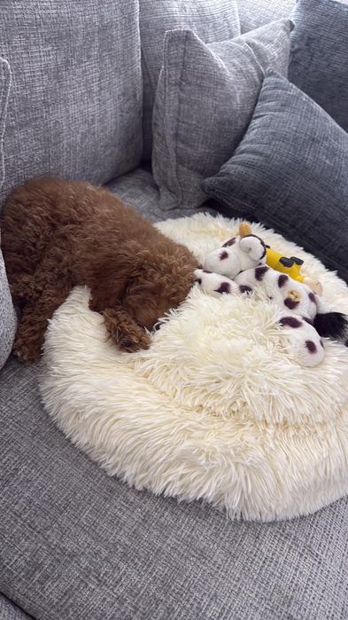 Мини женски пудел