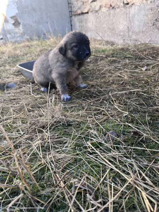 Щенки даром в хорошие руки