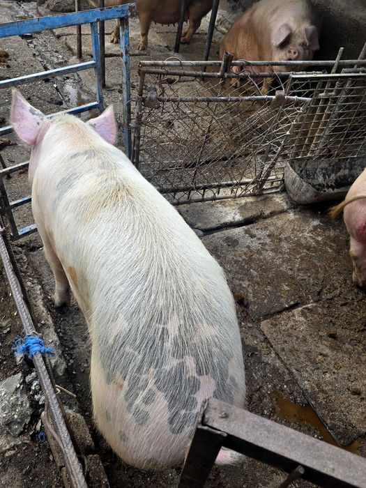 Продавам прасе домашно