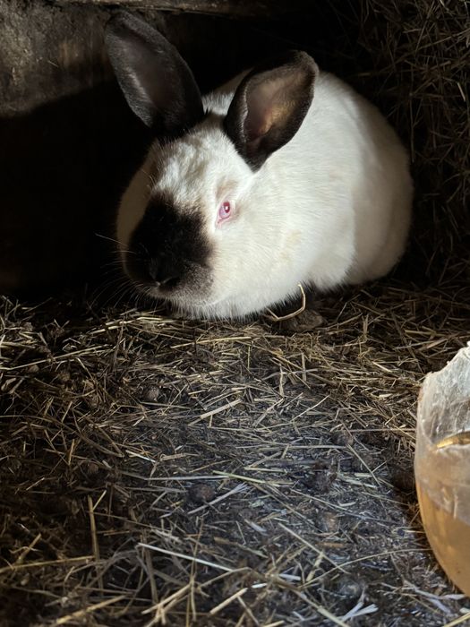 Кролики калифорнийцы самцы